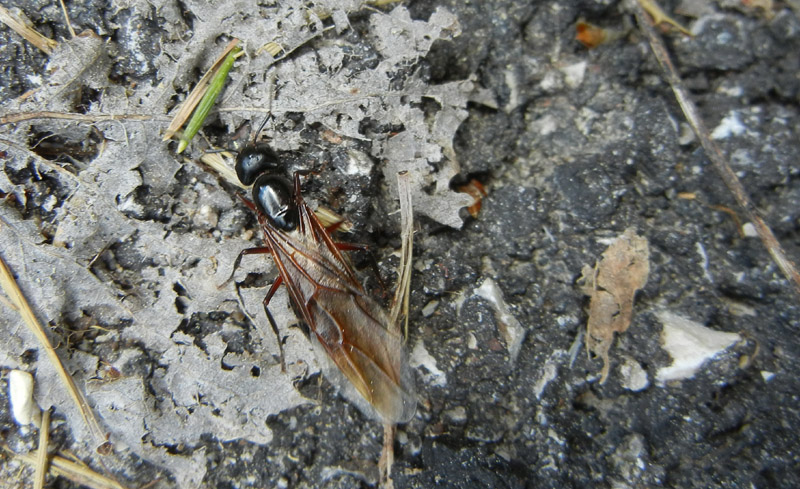 Femmina alata di Camponotus sp.